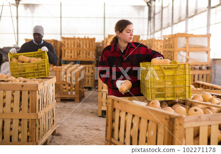 Woman farmer sorting fresh pumpkins Woman farmer sorting fresh pumpkins 102271178