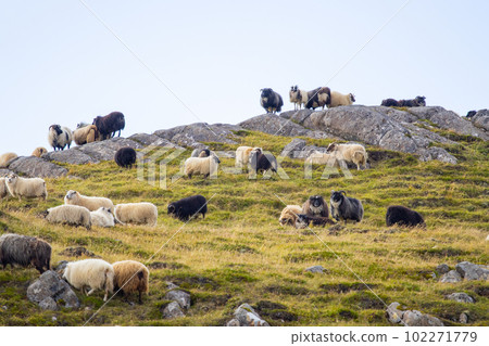 Icelandic Sheep Graze in the Mountain Meadow, Group of Domestic Animal in Pure and Clear Nature. Beautiful Icelandic Highlands. Ecologically Clean Lamb Meat and Wool Production. Scenic Area 102271779