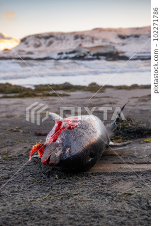 Dead Dolphin on The Beach. Dead Sea Animal, Decaying Corpse. Global extinction concept. 102271786