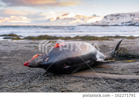 Dead Dolphin on The Beach. Dead Sea Animal, Decaying Corpse. Global extinction concept. Dead Dolphin on The Beach. Dead Sea Animal, Decaying Corpse. Global extinction concept. 102271791