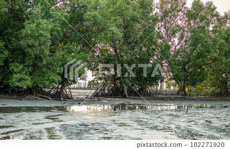 Green mangrove forest and mudflat at the coast. Mangrove ecosystem. Natural carbon sinks. Mangroves capture CO2 from atmosphere. Blue carbon ecosystems. Mangroves absorb carbon dioxide emissions. 102271920