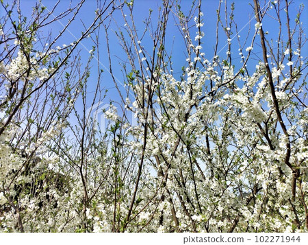 Hime apple flower Hime apple flower 102271944