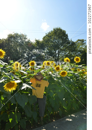 向日葵和可愛的稻草人 向日葵和可愛的稻草人 102271967