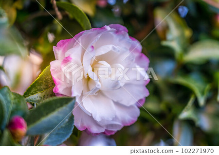 11月的衛星花 11月的衛星花 102271970