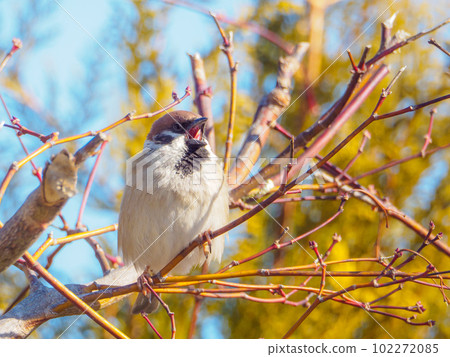 A sparrow that opens its mouth and sings loudly 102272085