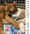 A good cat 102272158