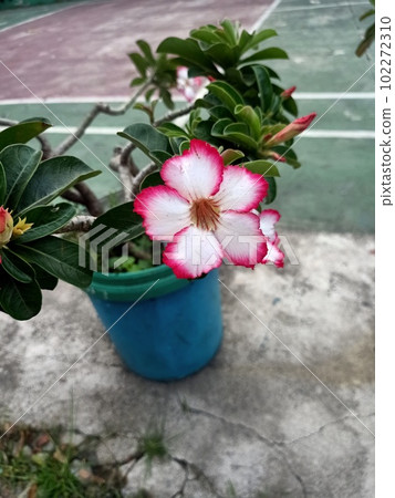 Close up of sabi star plant  102272310