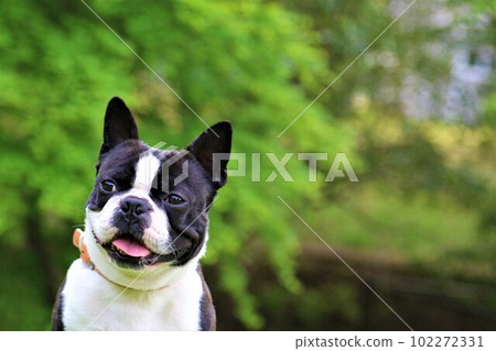 Boston Terrier with a cute smile in front of the beautiful fresh green ♡ Mighty-kun Boston Terrier with a cute smile in front of the beautiful fresh green ♡ Mighty-kun 102272331