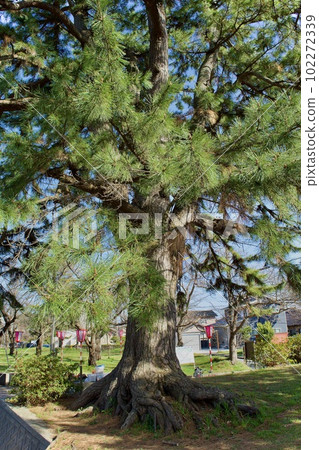 鳥取縣境港台場公園的黑松 鳥取縣境港台場公園的黑松 102272339