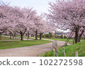 松原綾瀨川綠地公園的一排櫻花樹 102272598
