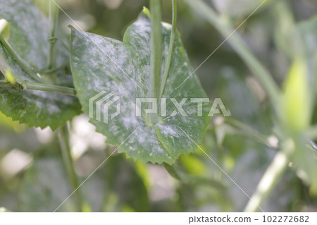 Powdery mildew of snap pea Powdery mildew of snap pea 102272682