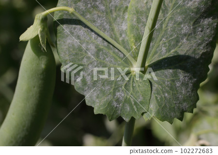 豌豆白粉病 豌豆白粉病 102272683