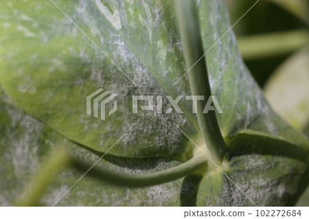 豌豆白粉病 102272684