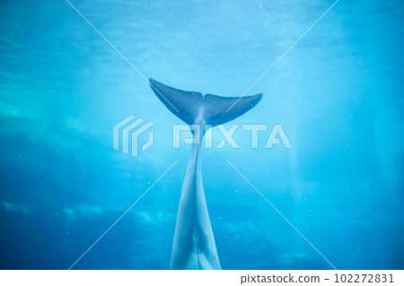 名古屋港水族館的海豚 102272831
