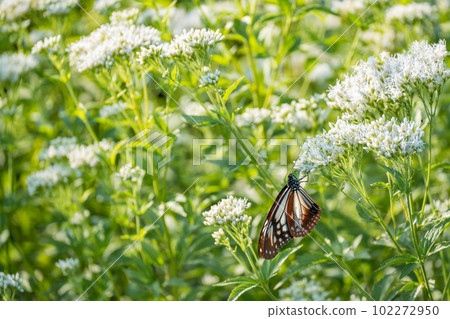[Insect] Chestnut tiger butterfly sucking nectar from Fujibakama flower 102272950
