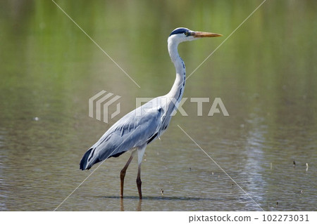 Gray heron heron / Japan Gray heron heron / Japan 102273031