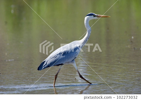 Gray heron heron / Japan 102273032