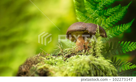 Imleria badia (Boletus badius) or Bay Bolete Imleria badia (Boletus badius) or Bay Bolete 102273147
