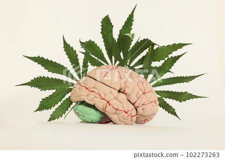 Detailed human brain model and fresh leaves of cannabis Detailed human brain model and fresh leaves of cannabis 102273263