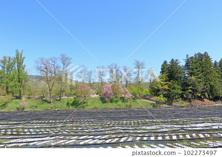 Azumino Daio Wasabi Farm Spring 102273497