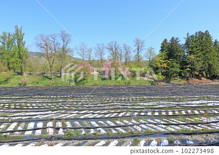 Azumino Daio Wasabi Farm Spring 102273498