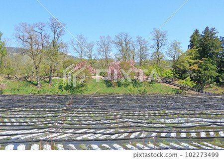 Azumino Daio Wasabi Farm Spring Azumino Daio Wasabi Farm Spring 102273499