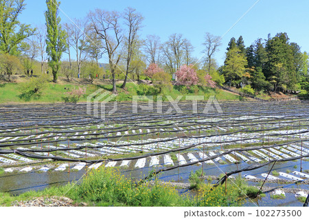 安曇野大王芥末農場春天 102273500