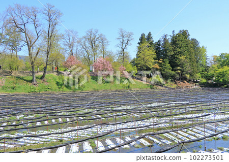 Azumino Daio Wasabi Farm Spring Azumino Daio Wasabi Farm Spring 102273501