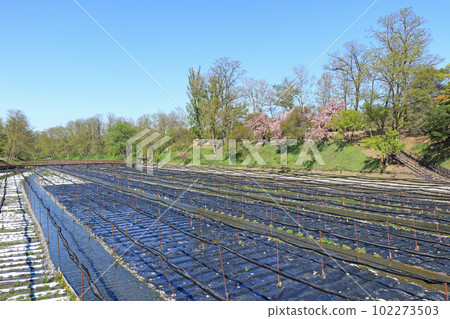 Azumino Daio Wasabi Farm Spring 102273503