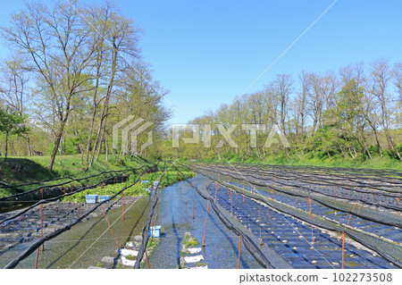 Azumino Daio Wasabi Farm Spring 102273508