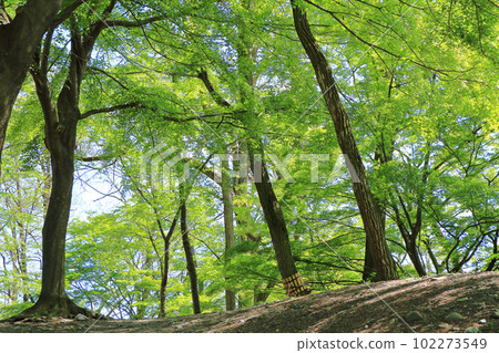 Daio Wasabi Farm Fresh Green Path Daio Wasabi Farm Fresh Green Path 102273549