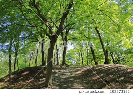 Daio Wasabi Farm Fresh Green Path 102273551