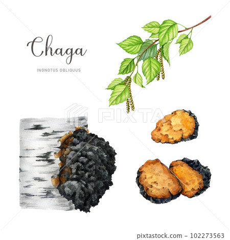 Chaga mushroom hand painted watercolor set. Inonotus obliquus medicinal fungus element. Chaga fungus growing on the tree, mushroom chunks, birch tree branch element set. White background 102273563