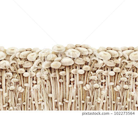 Enoki mushroom seamless border. Watercolor illustration. Hand drawn flammulina filiformis fungus element. Enokitake fresh fungi decor. Enoki mushrooms painted seamless border. White background 102273564