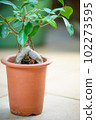 Banyan potted plant 102273595