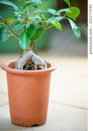 Banyan potted plant 102273595