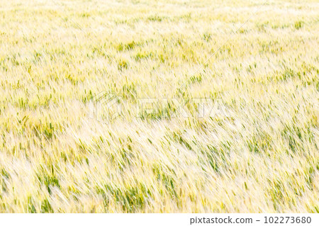 Beautiful golden wheat field fluttering in the wind 102273680