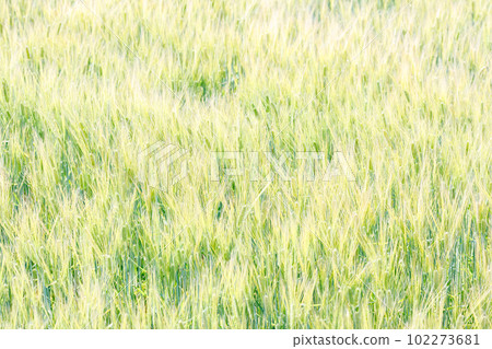 Beautiful natural scenery of green and gold 102273681