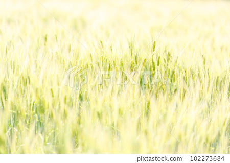 Beautiful golden wheat field 102273684