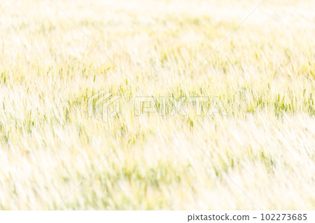 golden wheat field background 102273685