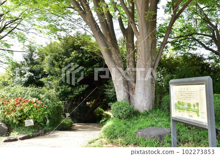 Komazawa Olympic Park's greenery walking path, fresh greenery, and large trimmed information board Komazawa Olympic Park's greenery walking path, fresh greenery, and large trimmed information board 102273853