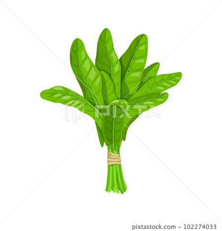 Cartoon sorrel salad vegetable. Farming market ripe product, vegetarian food organic salad or farm fresh vegetable harvest. Agriculture isolated vector ripe sorrel veggie 102274033