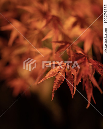 Maple autumn leaves taken in vertical composition 102274285