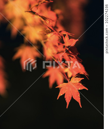 Maple autumn leaves taken in vertical composition 102274286