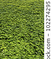 Ivy of the wall 102274295