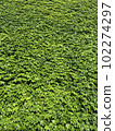 Ivy of the wall 102274297