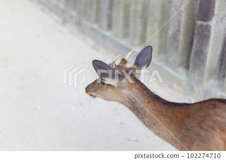在松島看到的鹿 在松島看到的鹿 102274710