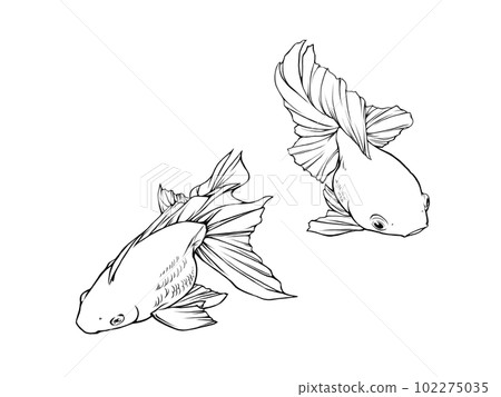 從上方對角線看到的兩條逼真的金魚 (Ryukin) 的線條圖 從上方對角線看到的兩條逼真的金魚 (Ryukin) 的線條圖 102275035