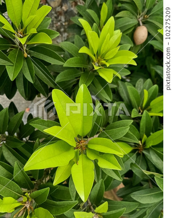 Close up of chicle plant  102275209