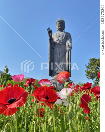 Flower field and Ushiku Daibutsu Flower field and Ushiku Daibutsu 102275263